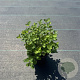 Symphoricarpos d. 'Mother of Pearl' 30-40 cm P13