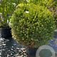 Taxus baccata 100 cm 30L bol