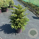 Taxus baccata 40-60 cm 13L