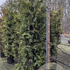 Thuja occ. 'Brabant' 175-200 cm 20L