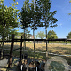 Tilia cordata 12-14 cm cont. 110L