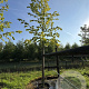Tilia europaea 'Pallida' 18-20 cm cont. 80L