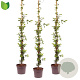 Trachelospermum jasminoides 150-175 cm 7,5L