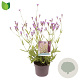 Verbena rigida GM 2,0L