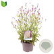 Verbena rigida GM C5