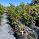 Viburnum burkw. 'Anne Russell' 100-125 cm 50L