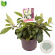Viburnum davidii 30-40 cm 5,0L