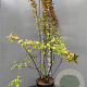 Viburnum farreri 125-150 cm 10L