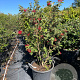 Viburnum lantana 100-125 cm 50L
