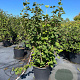 Viburnum lantana 125-150 cm 50L