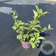 Viburnum opulus 'Compactum' 30-40 cm 5,0L