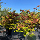 Viburnum plic. 'St Keverne' 125-150 cm 50L meerstammig