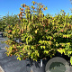 Viburnum plic. 'St Keverne' 125-150 cm cont. 80L meerstammig