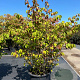 Viburnum plic. 'St Keverne' 175-200 cm cont. 80L meerstammig