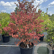 Viburnum plic. 'Watanabe' 160-180 cm cont. 80L