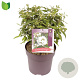 Viburnum plic. 'Watanabe' 30-40 cm 10L