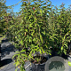 Viburnum rhyt. 'Holland' 150-175 cm 50L meerstammig
