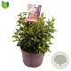 Viburnum tin. 'Eve Price' 30-35 cm 7,5L