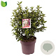 Viburnum tin. 'Eve Price' 40-45 cm 10L
