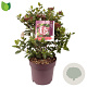 Viburnum tin. 'Gwenllian' 40-45 cm 10L