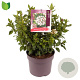 Viburnum tinus 30-35 cm 7,5L