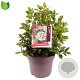Viburnum tinus 40-45 cm 10L