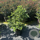 Viburnum tinus 80-100 cm 20L