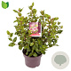 Viburnum tin. Lisarose 30-40 cm 5,0L