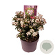 Viburnum tin. Spirit 30-35 cm 7,5L