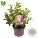 Viburnum tin. Spirit 30-40 cm 5,0L