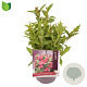 Weigela Cherry Love 30-35 cm 3,0L