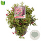 Weigela Cherry Love 30-40 cm 7,5L
