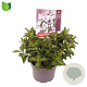 Weigela florida Pink Poppet 25-30 cm 3,0L