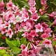 Weigela Picobella Rosa 40-50 cm 10L