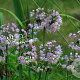 Allium cernuum GM P9