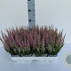 Calluna v. Beauty Ladies Michelle 10-12 cm P10,5