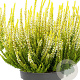 Calluna v. Beauty Ladies Agneta 10-12 cm P10,5