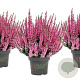 Calluna v. Beauty Ladies Monique 10-12 cm P10,5