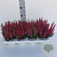 Calluna v. Beauty Ladies Steffie 10-12 cm P10,5