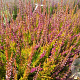Calluna v. 'Con Brio' 10-12 cm P10,5