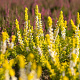 Calluna v. 'Gold Spronk' 10-12 cm P10,5