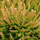 Calluna v. 'Winter Chocolate' 10-12 cm P10,5