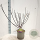 Cornus alba 'Kesselringii' 60-80 cm 5,0L