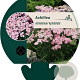 Achillea m. 'Apfelblüte' GM P9
