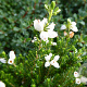 Erica cin. 'Alba Major' 10-12 cm P10,5