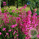 Erica cin. 'C.D. Eason' 10-12 cm P10,5