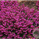Erica carn. 'Myretoun Ruby' 10-12 cm P10,5
