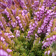 Erica darl. 'Mary Helen' 10 cm P10,5