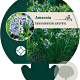 Amsonia tabernaemontana salicifolia GM P9