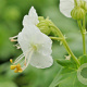 Geranium macr. 'White Ness' GM P9